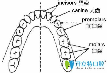 人的牙齿一共有多少颗示意图 人的牙齿一共有多少颗示意图