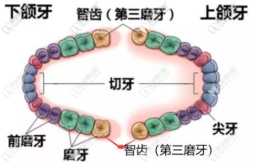 智齿的位置图片